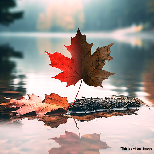 Not Even Fall Colors Can Escape Climate Change's Impacts: The Japanese Foliage May Become Extinct