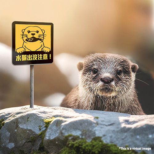 Metropolis for Animals: Eurasian Otters Found in Hong Kong