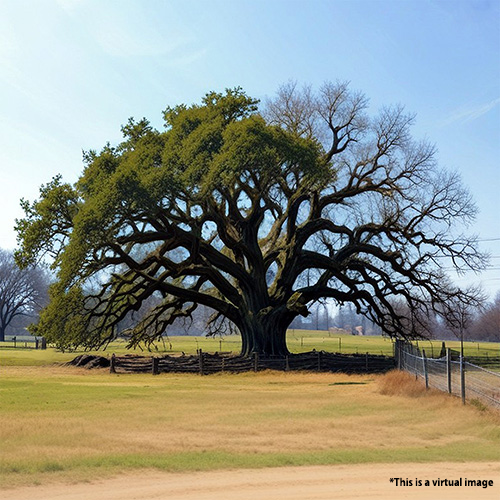 Dear Old Friend, Chinese Banyan